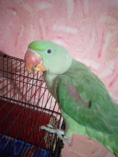 parrot