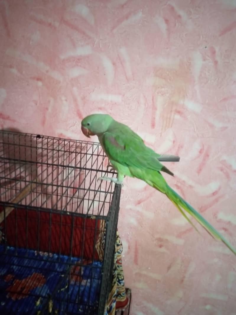 parrot 1