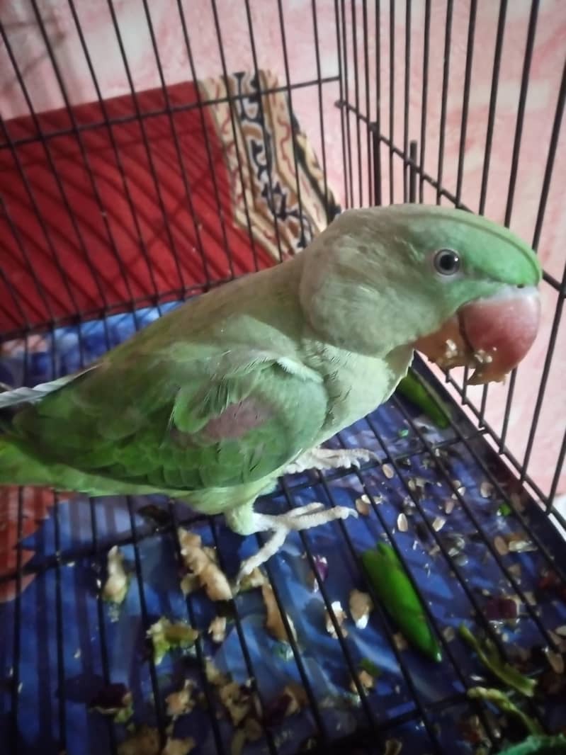parrot 2