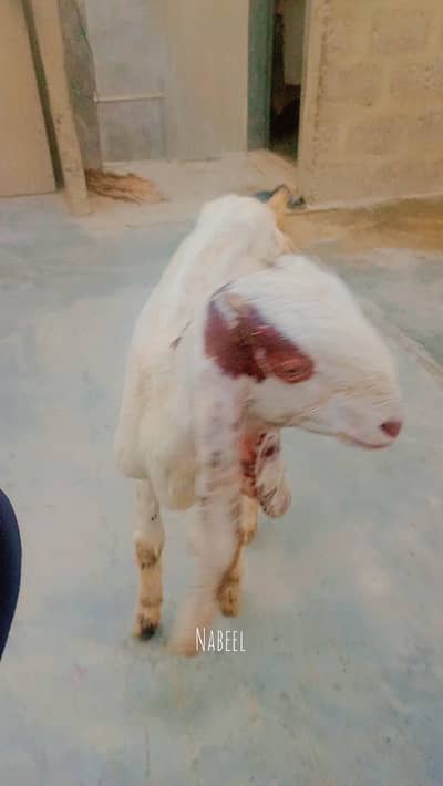 Gulabi bakra or kamori bakri ky cross hai