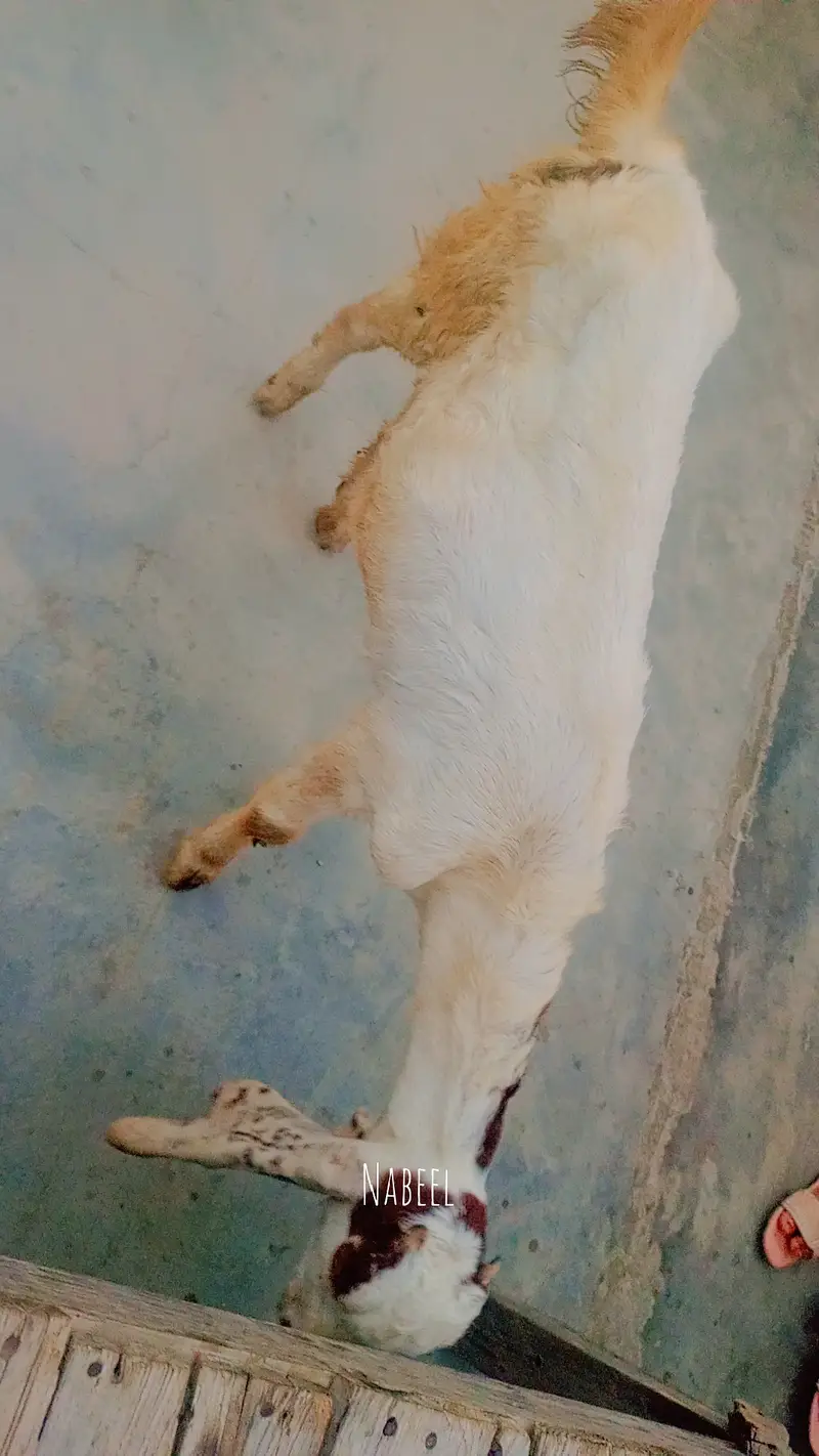 Gulabi bakra or kamori bakri ky cross hai — photo 2