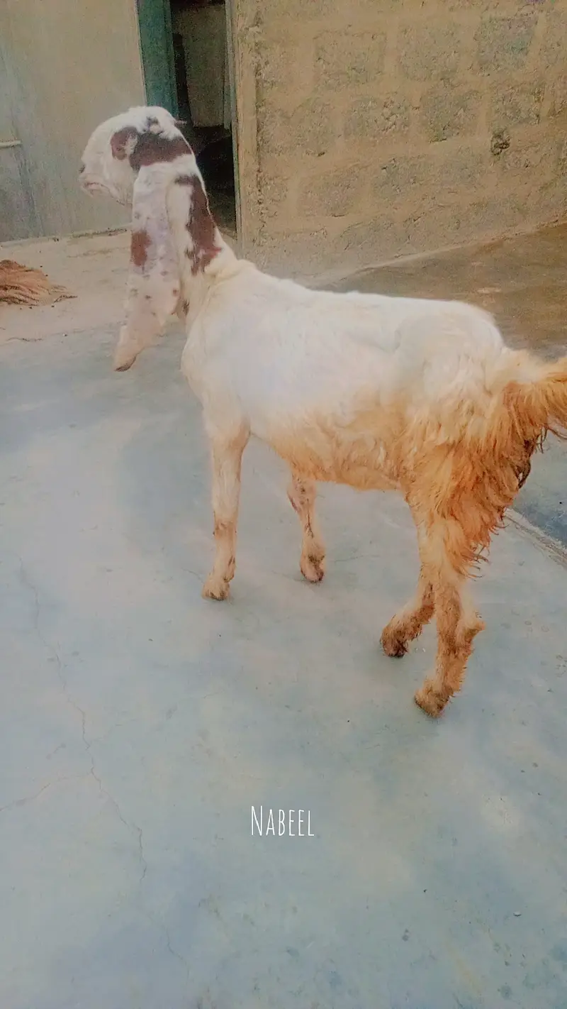 Gulabi bakra or kamori bakri ky cross hai — photo 3