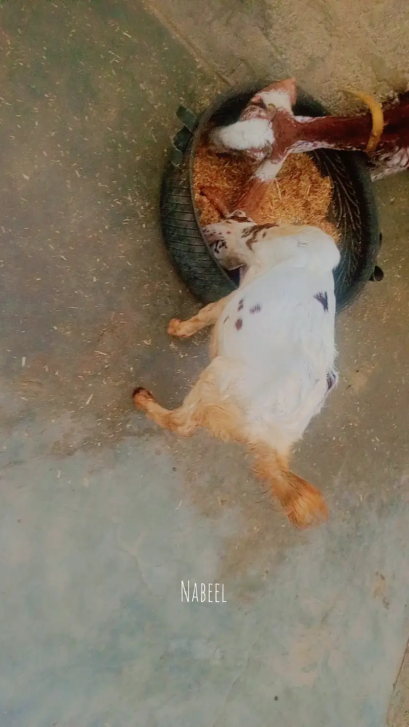 Gulabi bakra or kamori bakri ky cross hai — photo 4