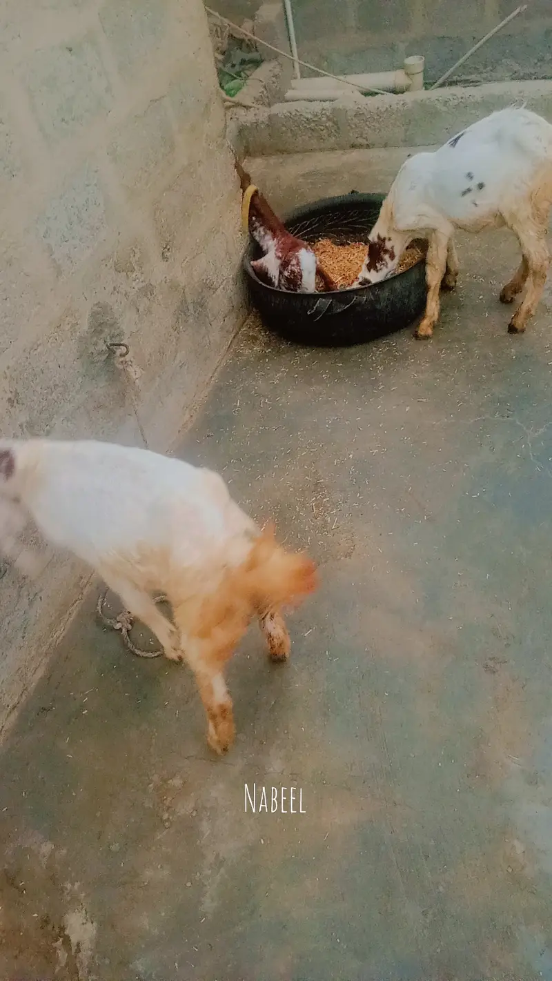 Gulabi bakra or kamori bakri ky cross hai — photo 6