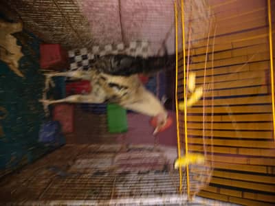 Desi murga for sale in just 1250
