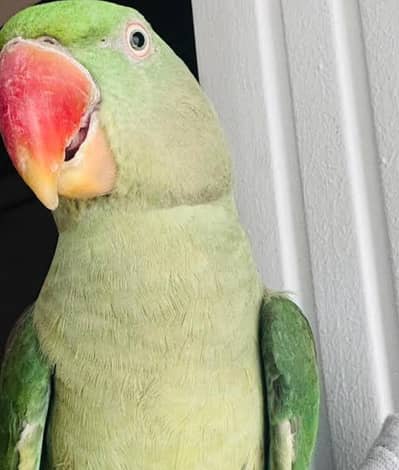 Male Raw Parrot Adult Ready to Breed With CAGE