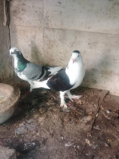 sherazi pigeon pair kabootar