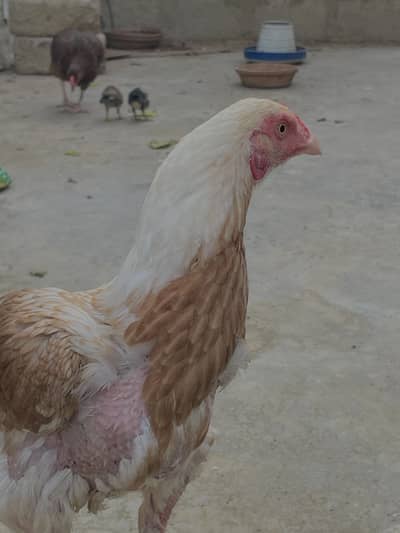 Asell hen