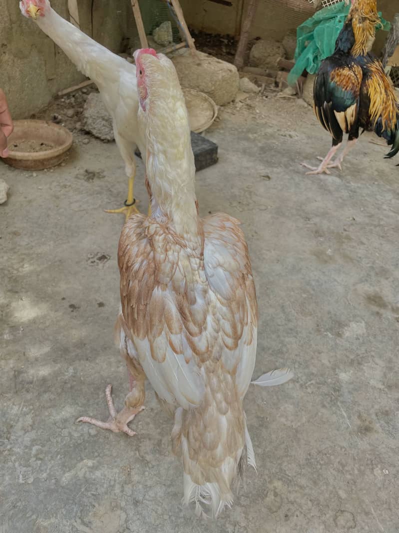 Asell hen 1