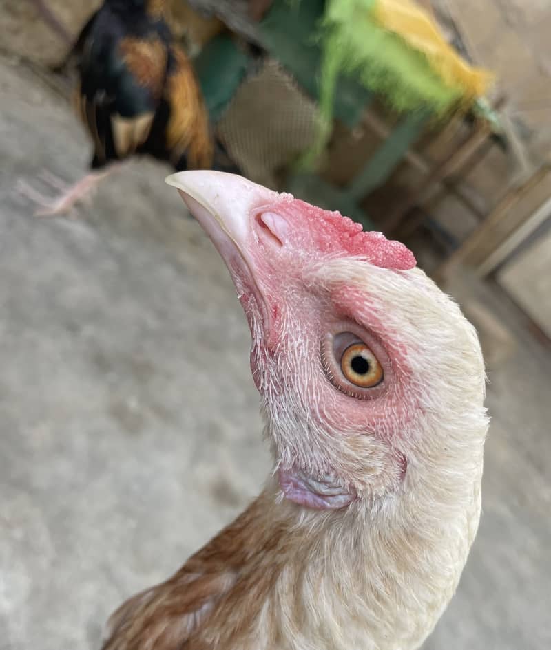 Asell hen 2