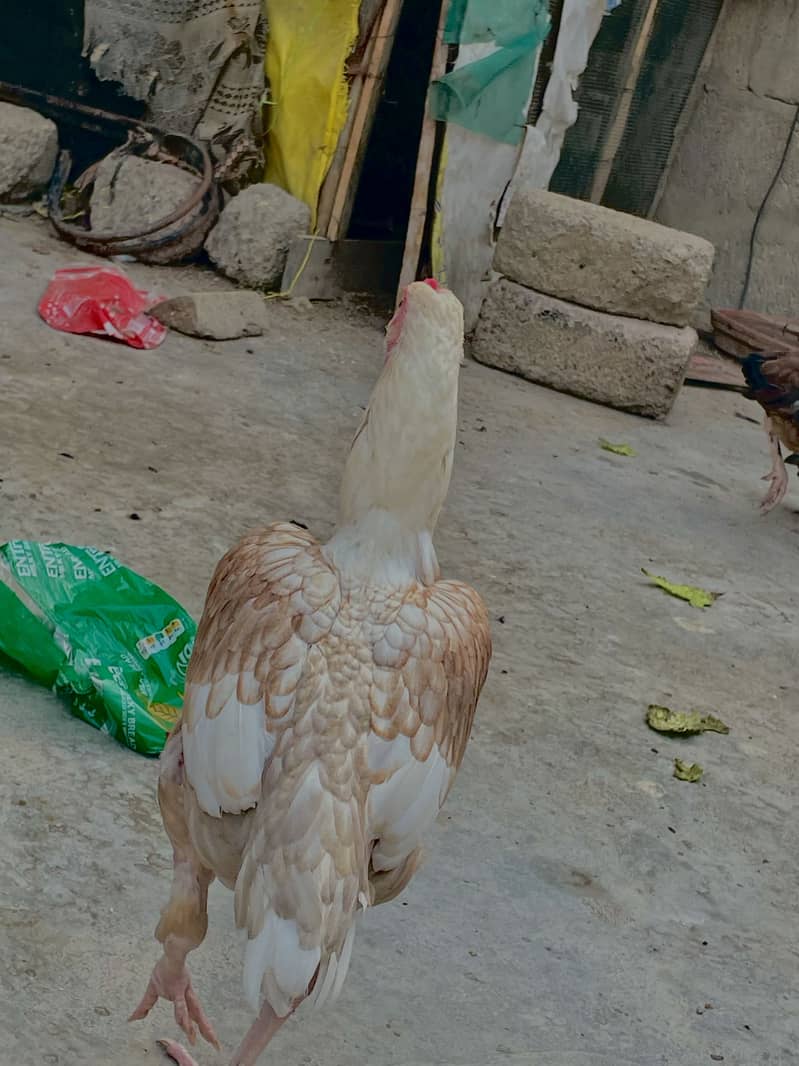 Asell hen 3