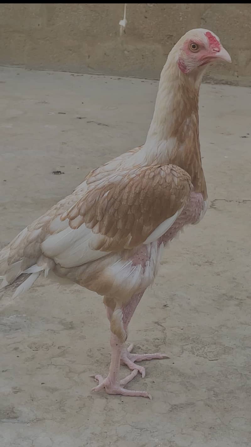 Asell hen 4