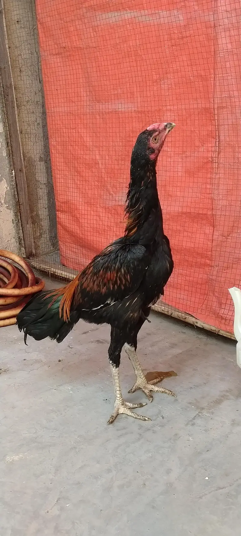 Aseel murgha | Aseel Mianwali | Thai Aseel — photo 2
