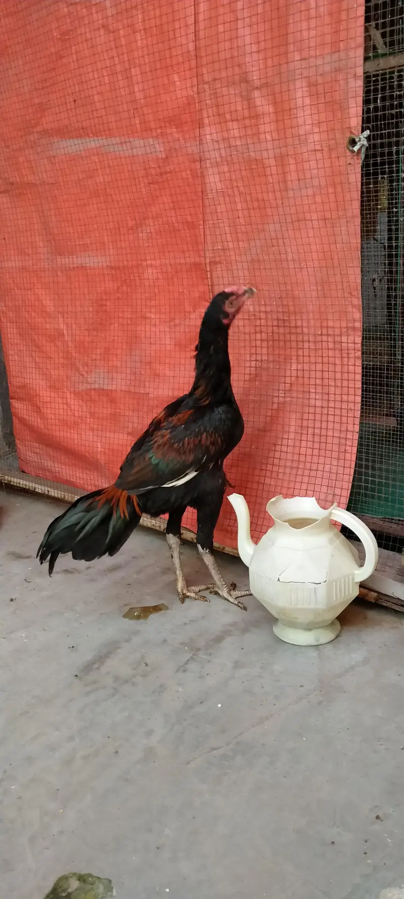 Aseel murgha | Aseel Mianwali | Thai Aseel — photo 6