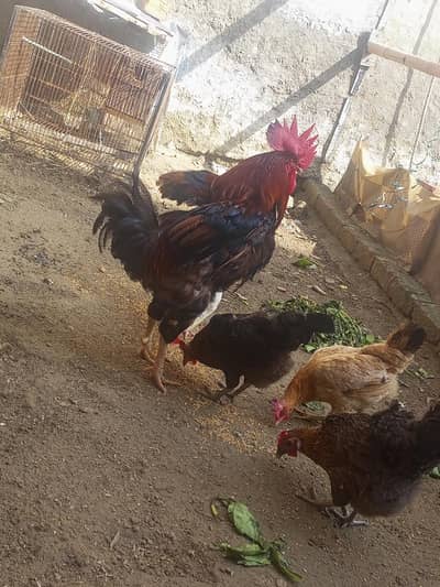 egg lying murghian or murghy
