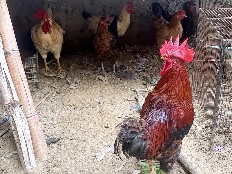 egg lying murghian or murghy — photo 2