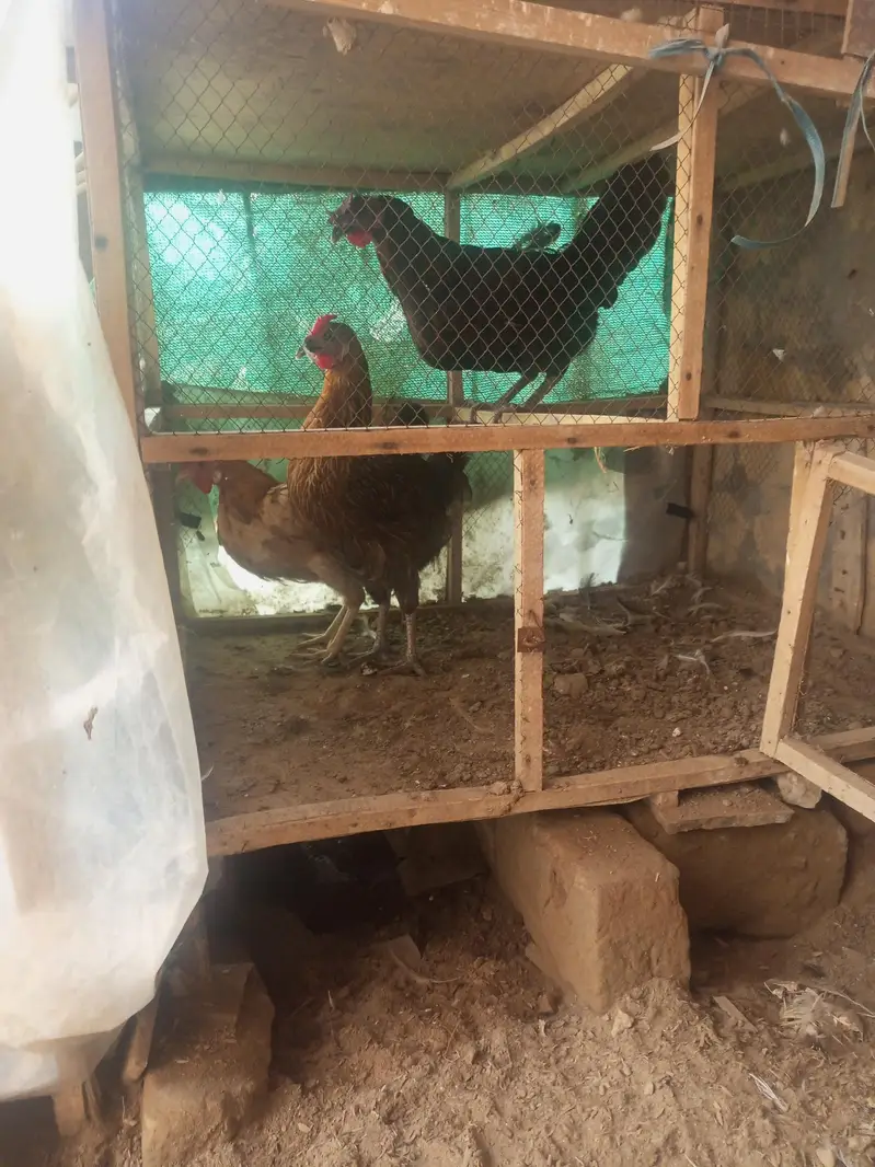 egg lying murghian or murghy — photo 3