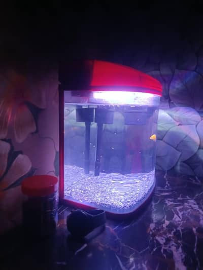 Imported Fish Aquarium