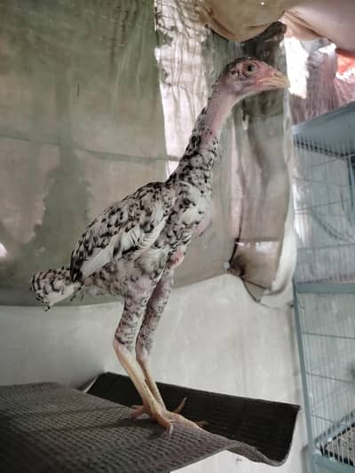 Top Quality Pure Japanese & German Shamo Chicks