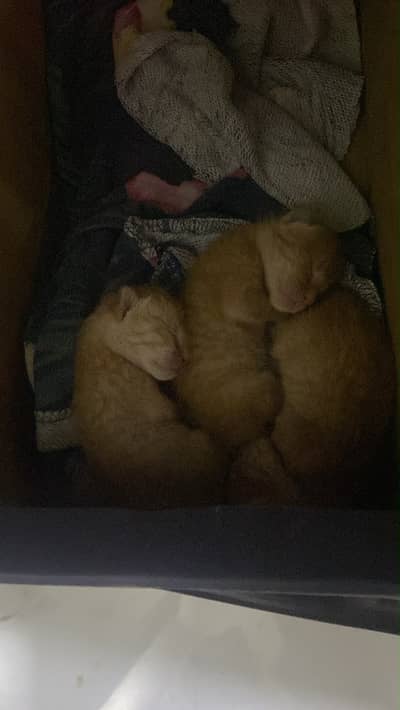 Free  free free 3 babies