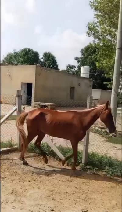 baral bloodline ghori for sale