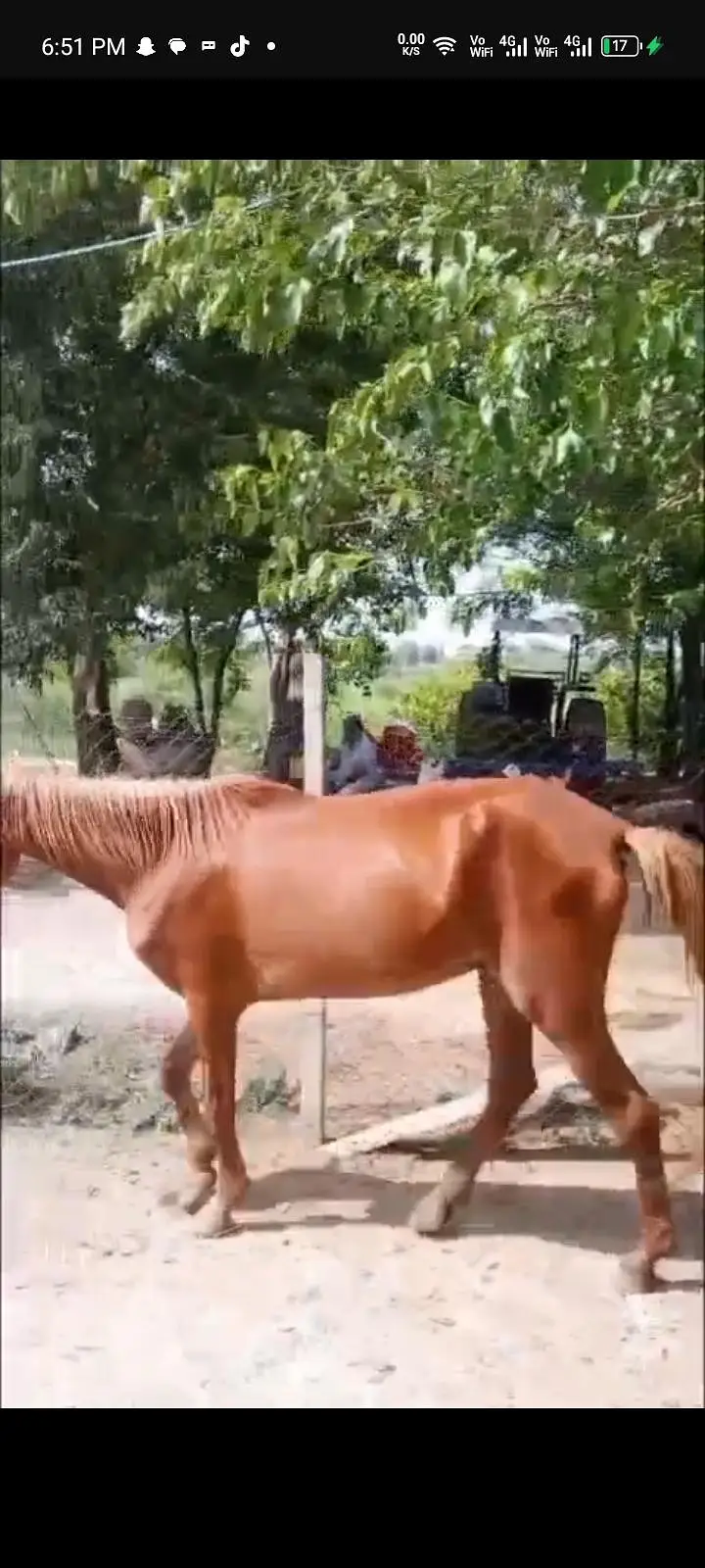 baral bloodline ghori for sale — photo 2