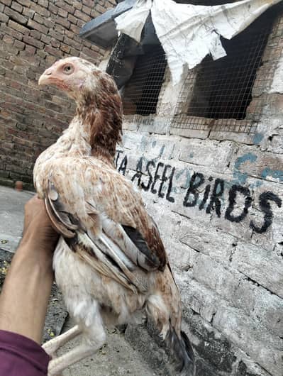 lasani or lakhi Madi available