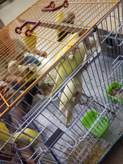 love birds breeding pair