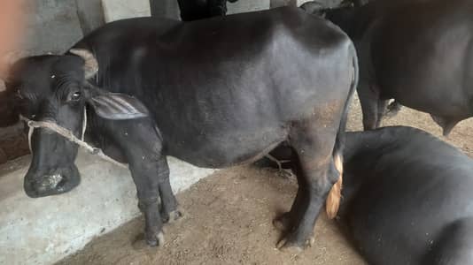 Two male and one female for sale