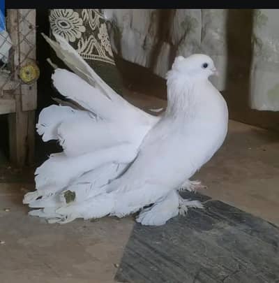 امریکن وائٹ ۔03336861390