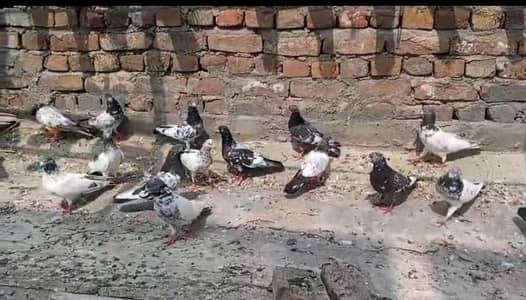 Pigeons | Kabotr | Gubara Kbotr | Teda Kabotr | Pigeons For Sale