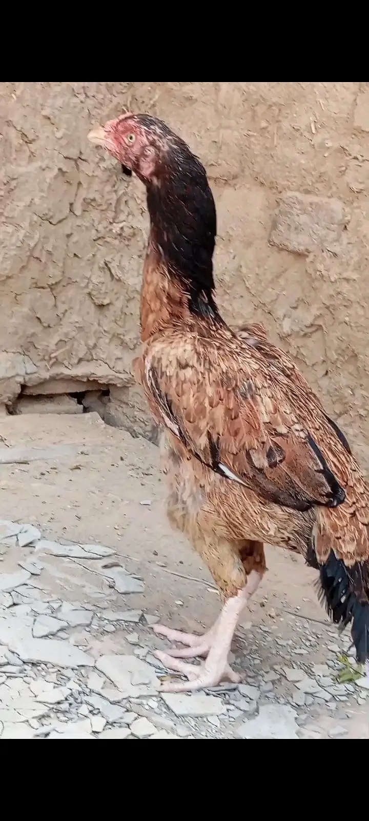 Rampuri Aseel Madi pure aseel — photo 2