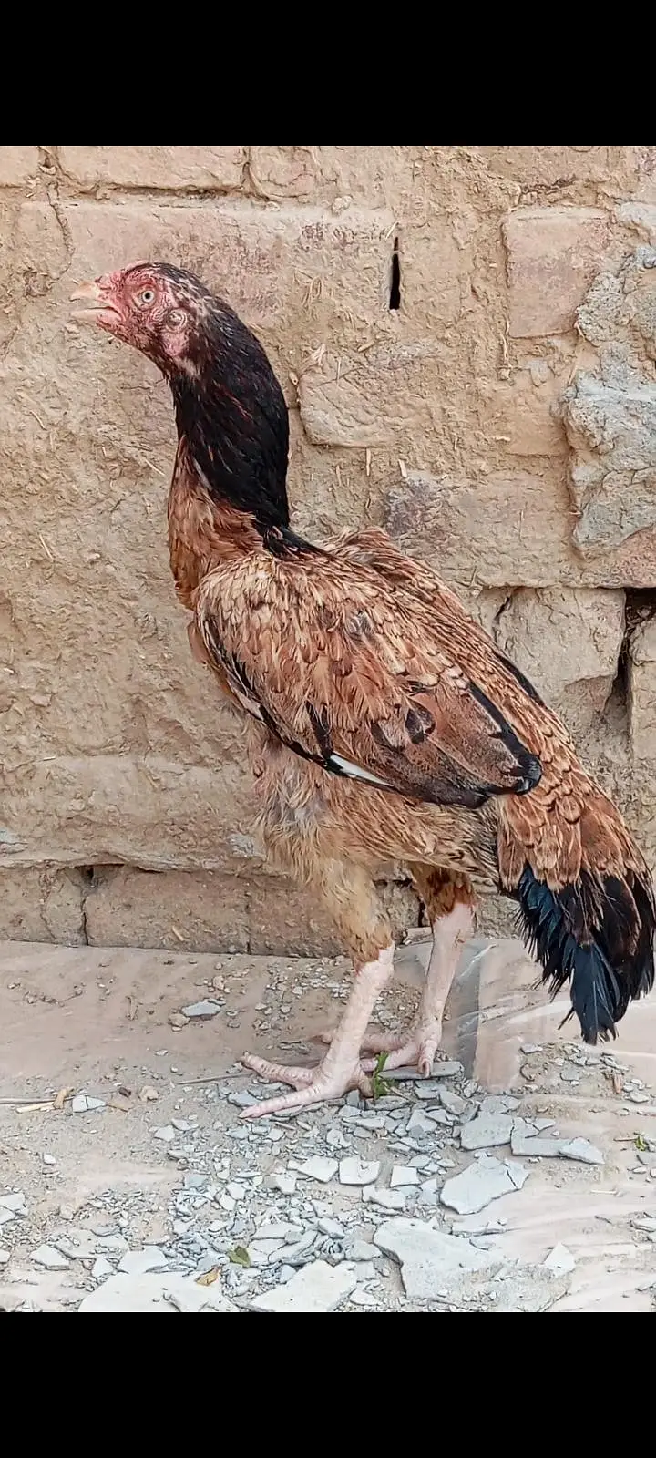 Rampuri Aseel Madi pure aseel — photo 3