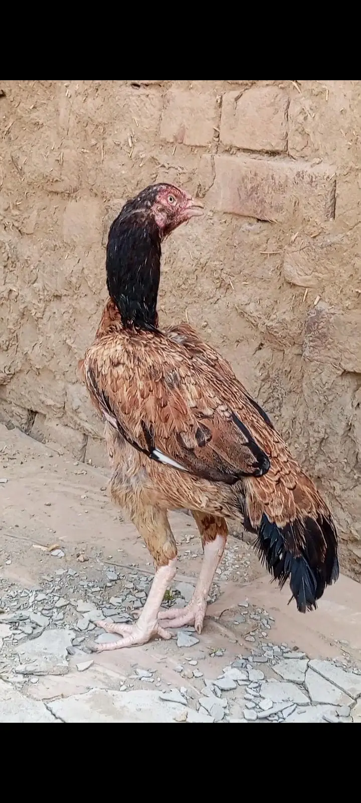 Rampuri Aseel Madi pure aseel — photo 4