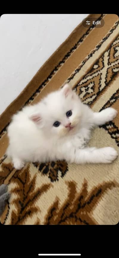 Washroom train persian white male cat
