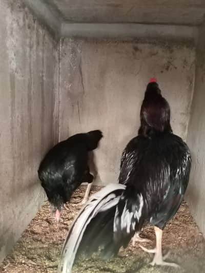 high quality Aseels for sale
