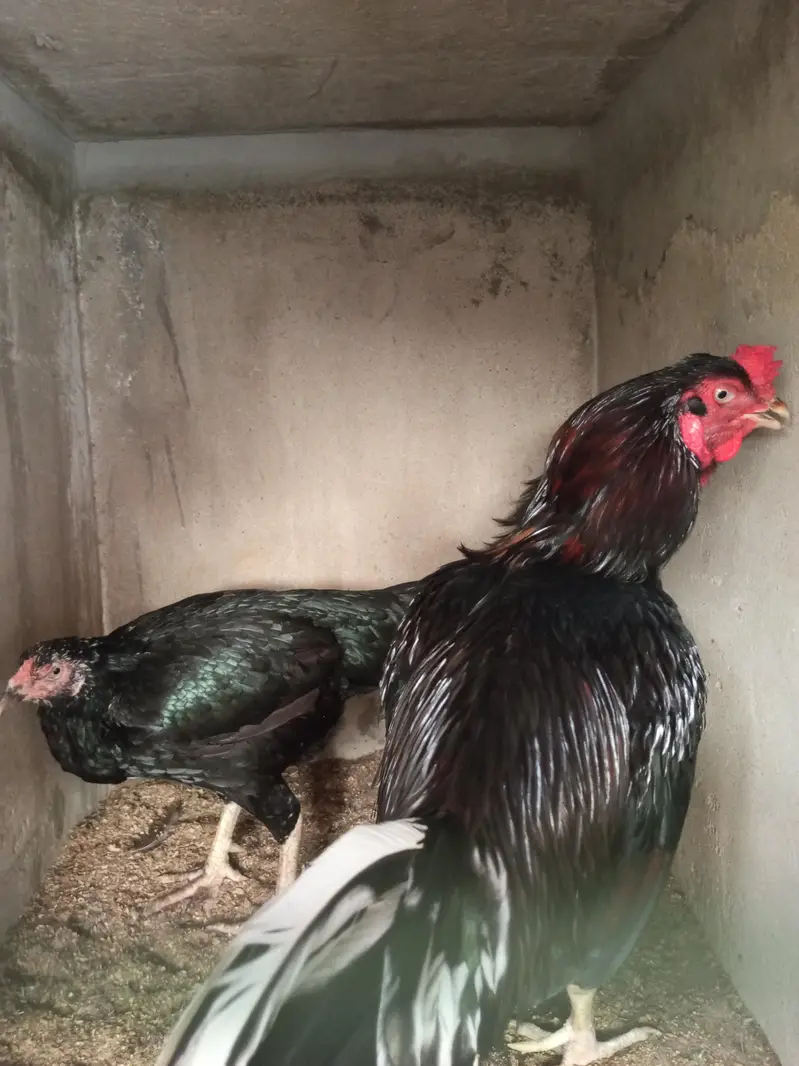high quality Aseels for sale — photo 3