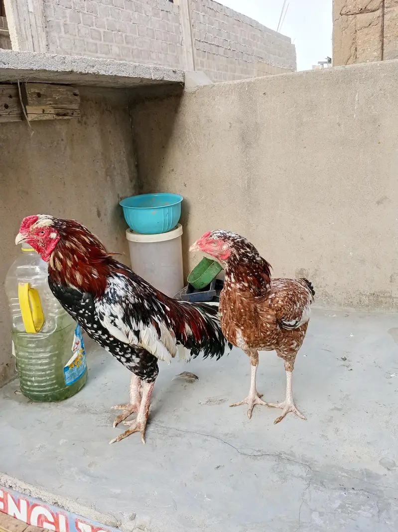 high quality Aseels for sale — photo 4