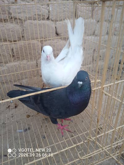 pigeon for sale