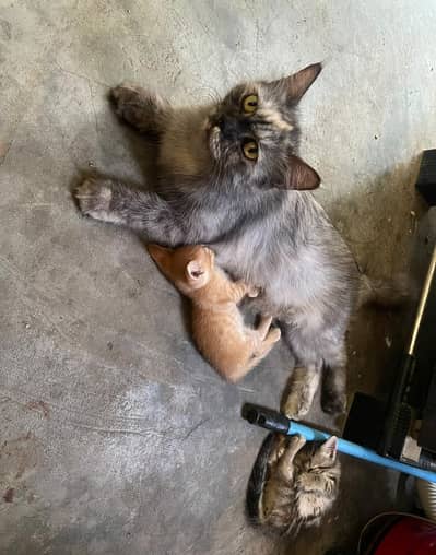 female cat and male 2 child and mother feed Persian cat