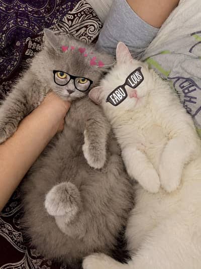 triple coated grey persian cat