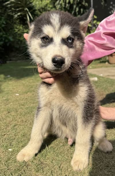Siberian Husky Odd eyes Male puppy