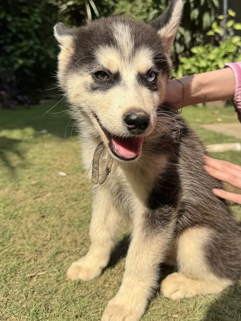 Siberian Husky Odd eyes Male puppy — photo 2