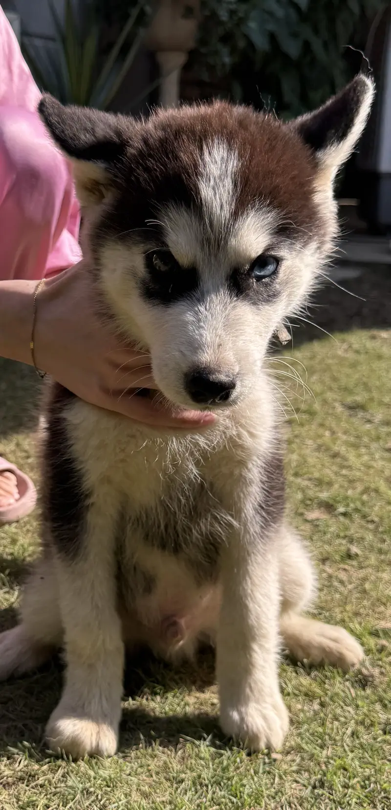 Siberian Husky Odd eyes Male puppy — photo 3