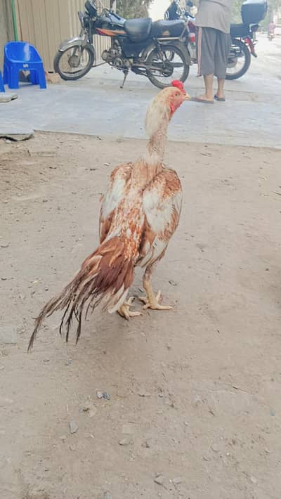 Aseel birds for sale