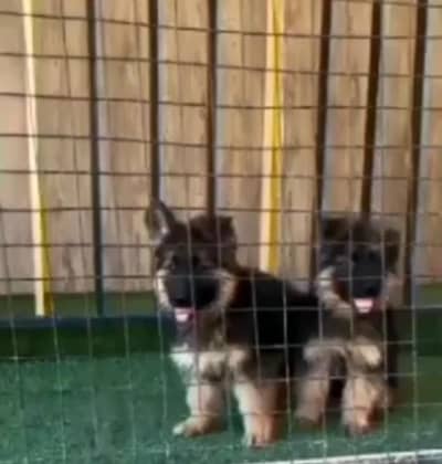 German Shepherd long coat puppies for sale  WhatsApp my 03469014953