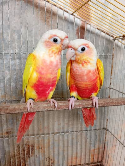 Sun Cheek Conure