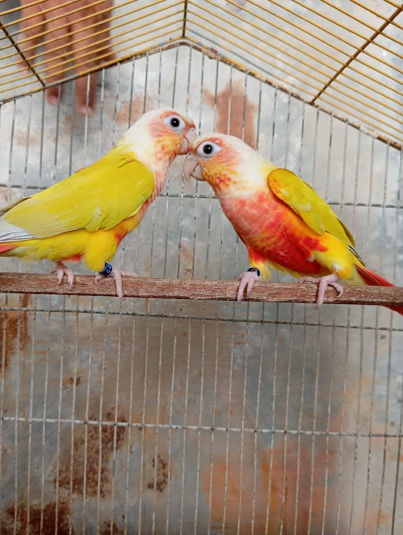 Sun Cheek Conure 1