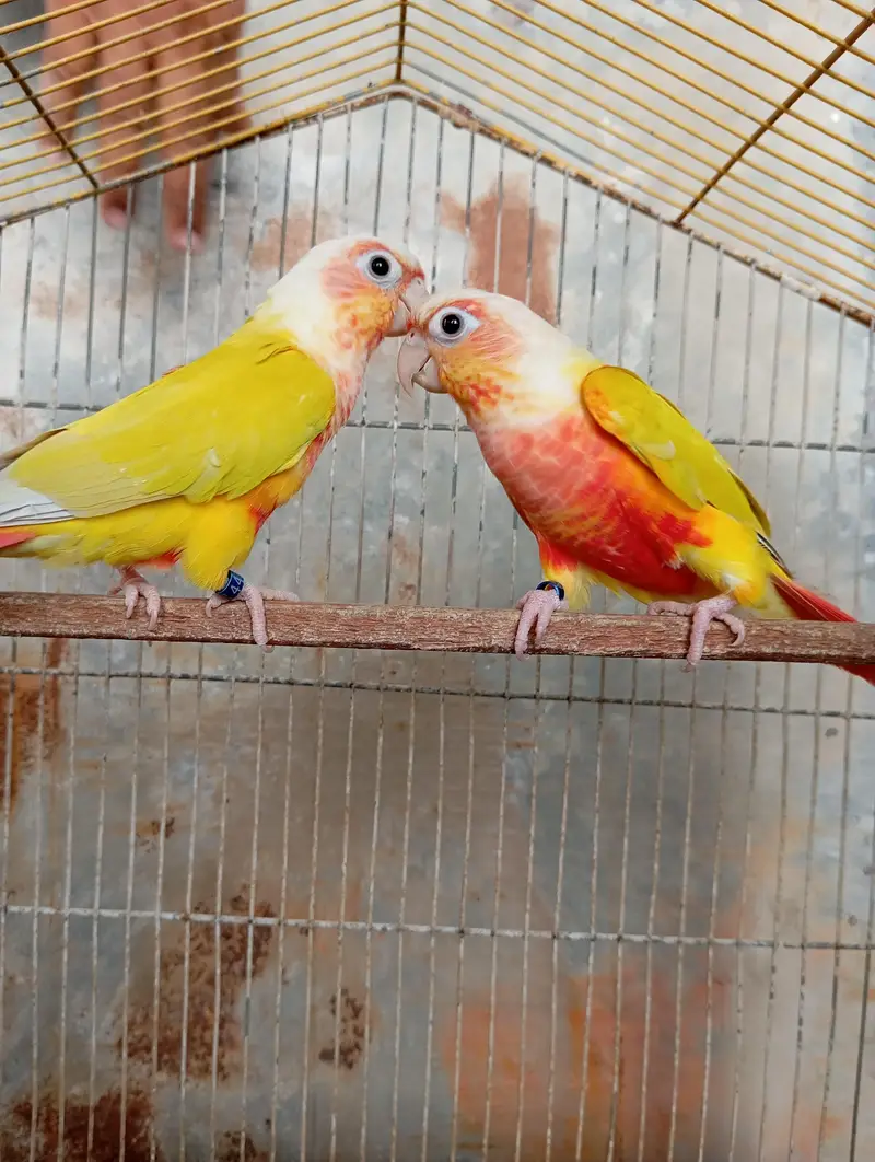 Sun Cheek Conure — photo 2