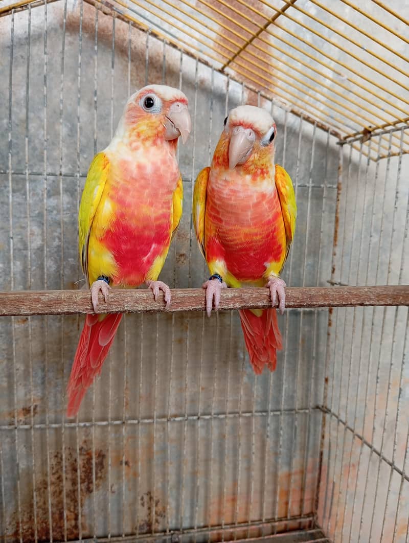 Sun Cheek Conure 2